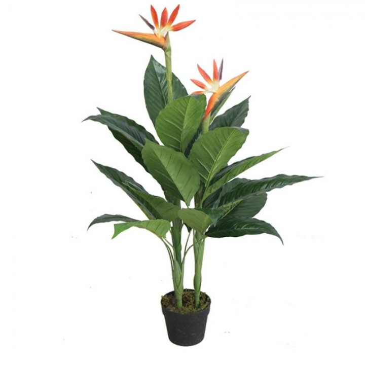 Cây Thiên Điểu Giả 100cm 2 hoa